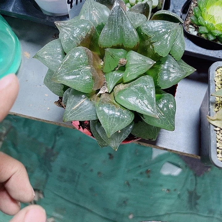 母本阿寒湖系列的