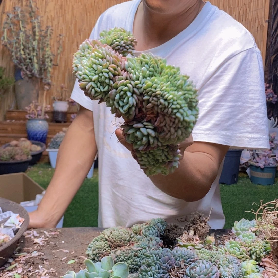 彭*雅白胖子缀化小树140