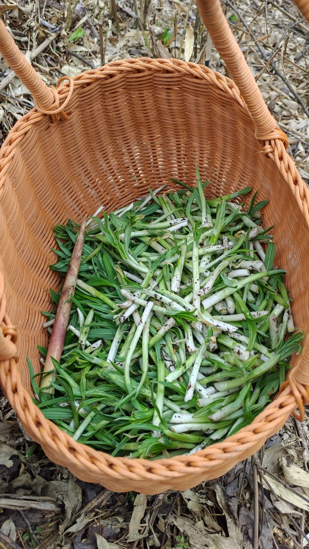 重庆野菜界天花板天蒜嫩芽新鲜美味