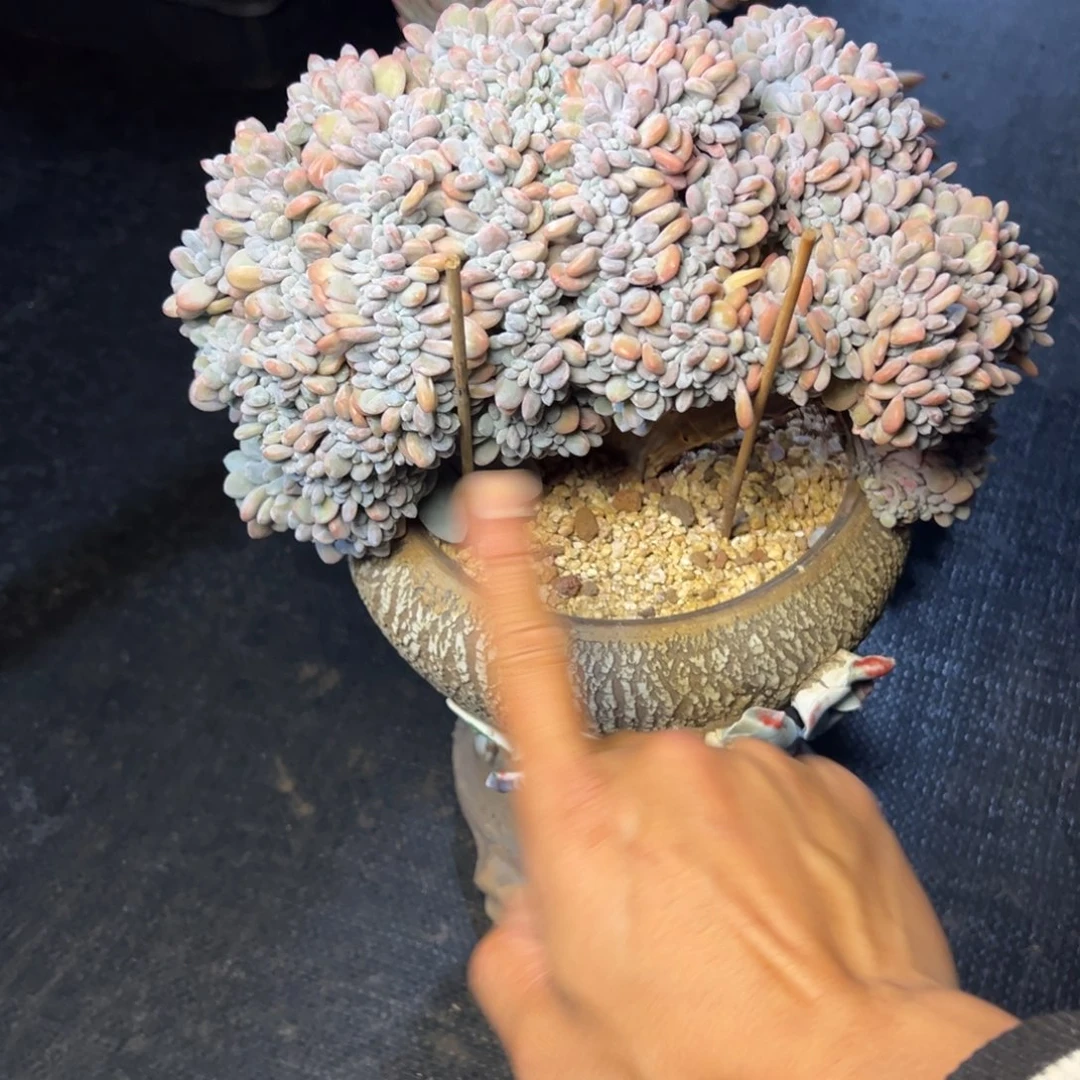 垫***场粉兔缀带盆多肉植物130