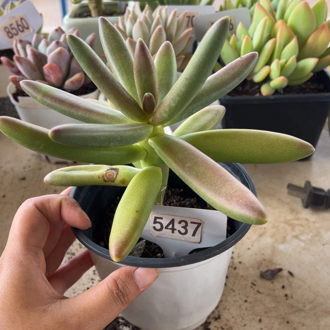 【闪购商品】椰子树。 5437。111111