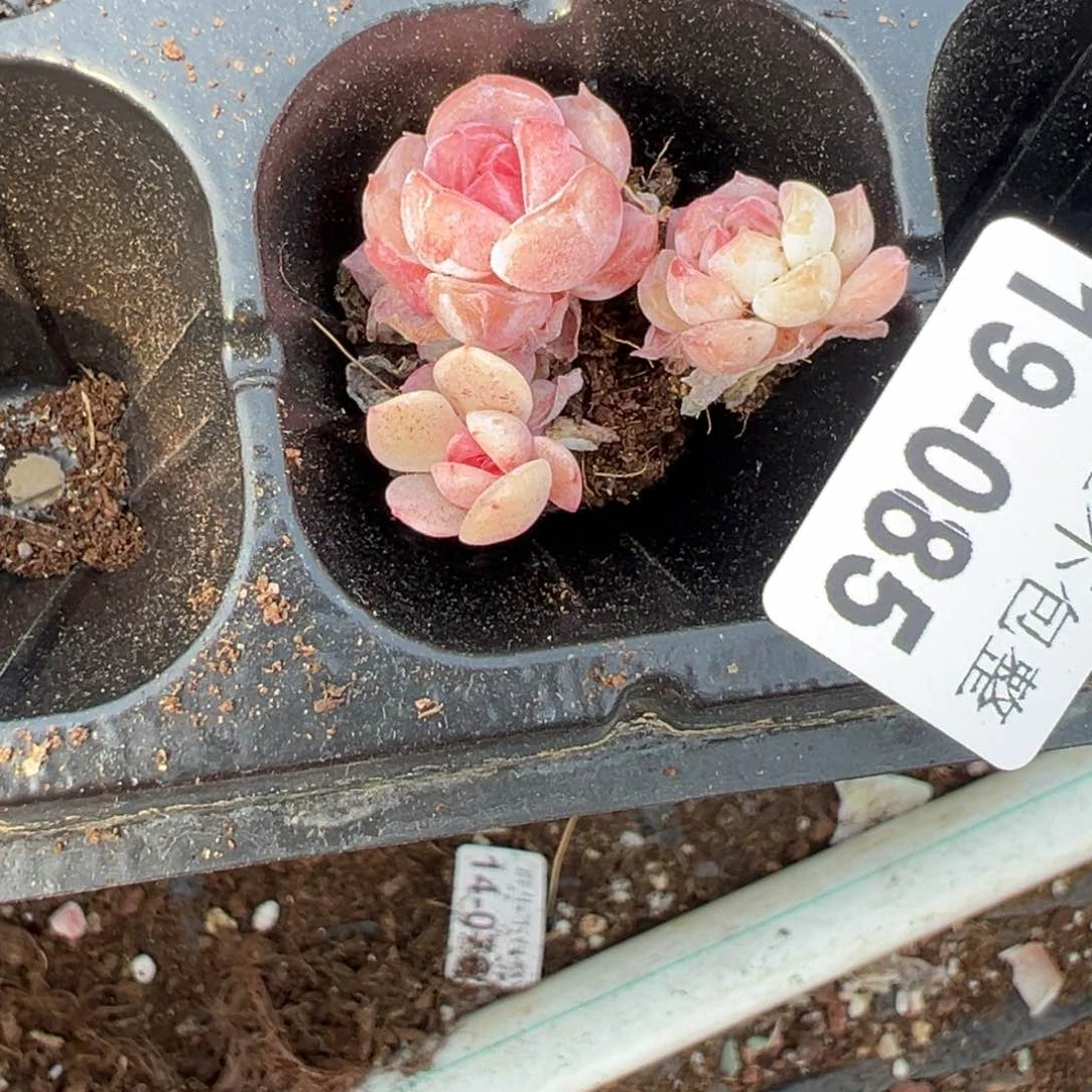 +*小卡拉米糖心一物一拍19-85