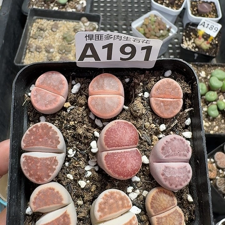 191多肉植物多肉植物