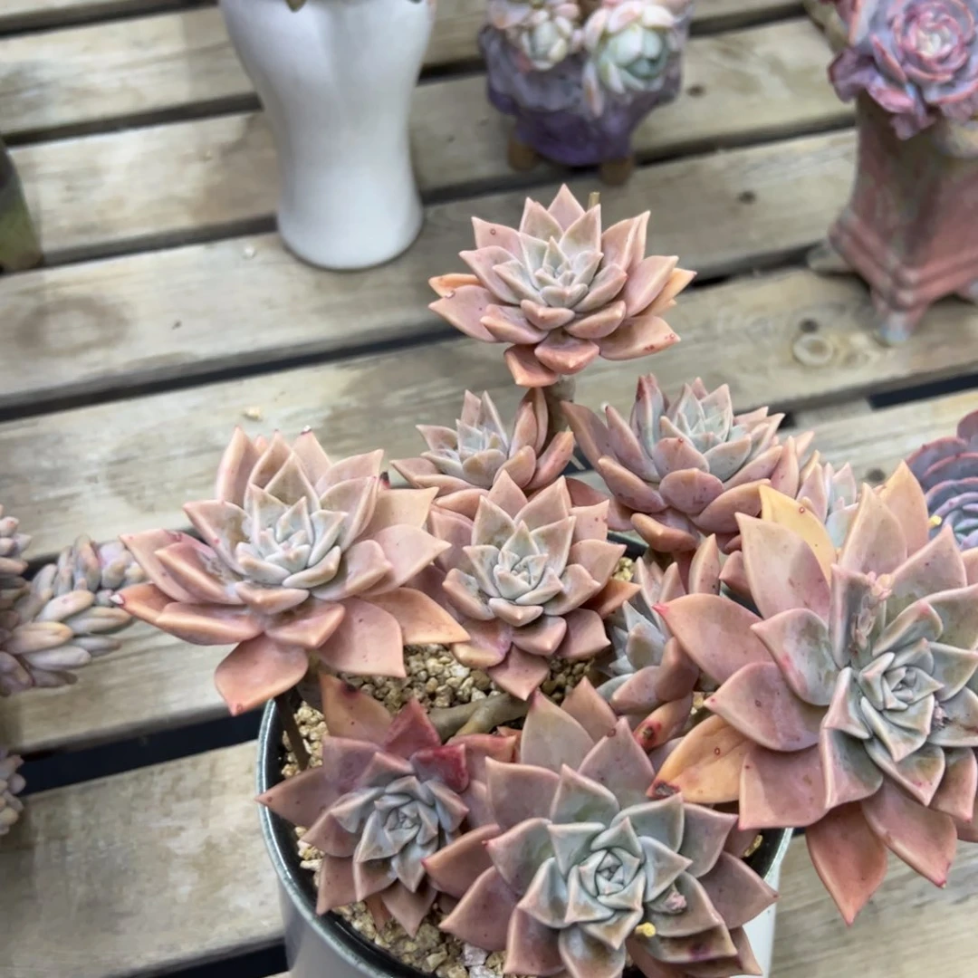 莎*胧月红粉杂28 零零多肉植物