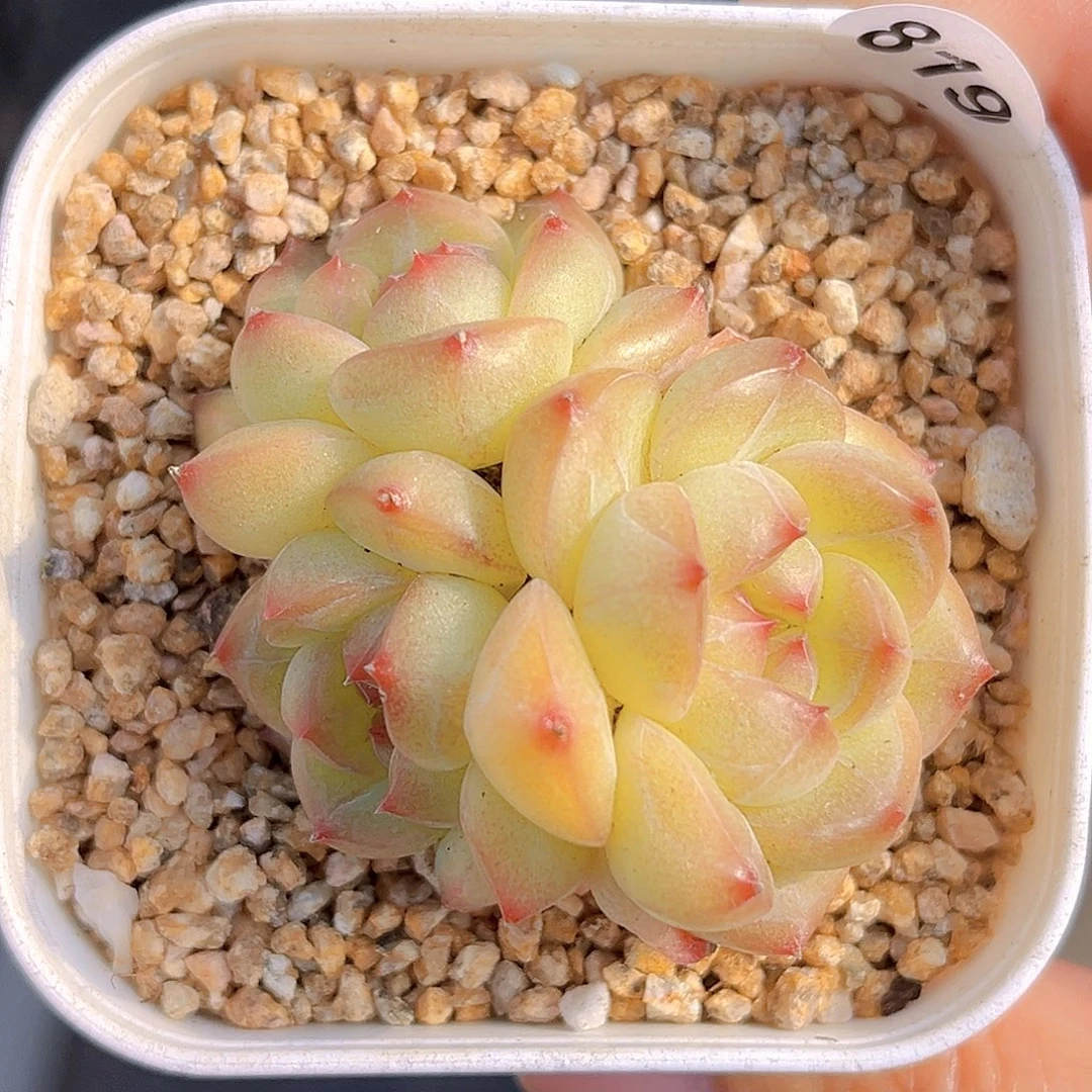 819 放漏  新品珍妮 满18包邮