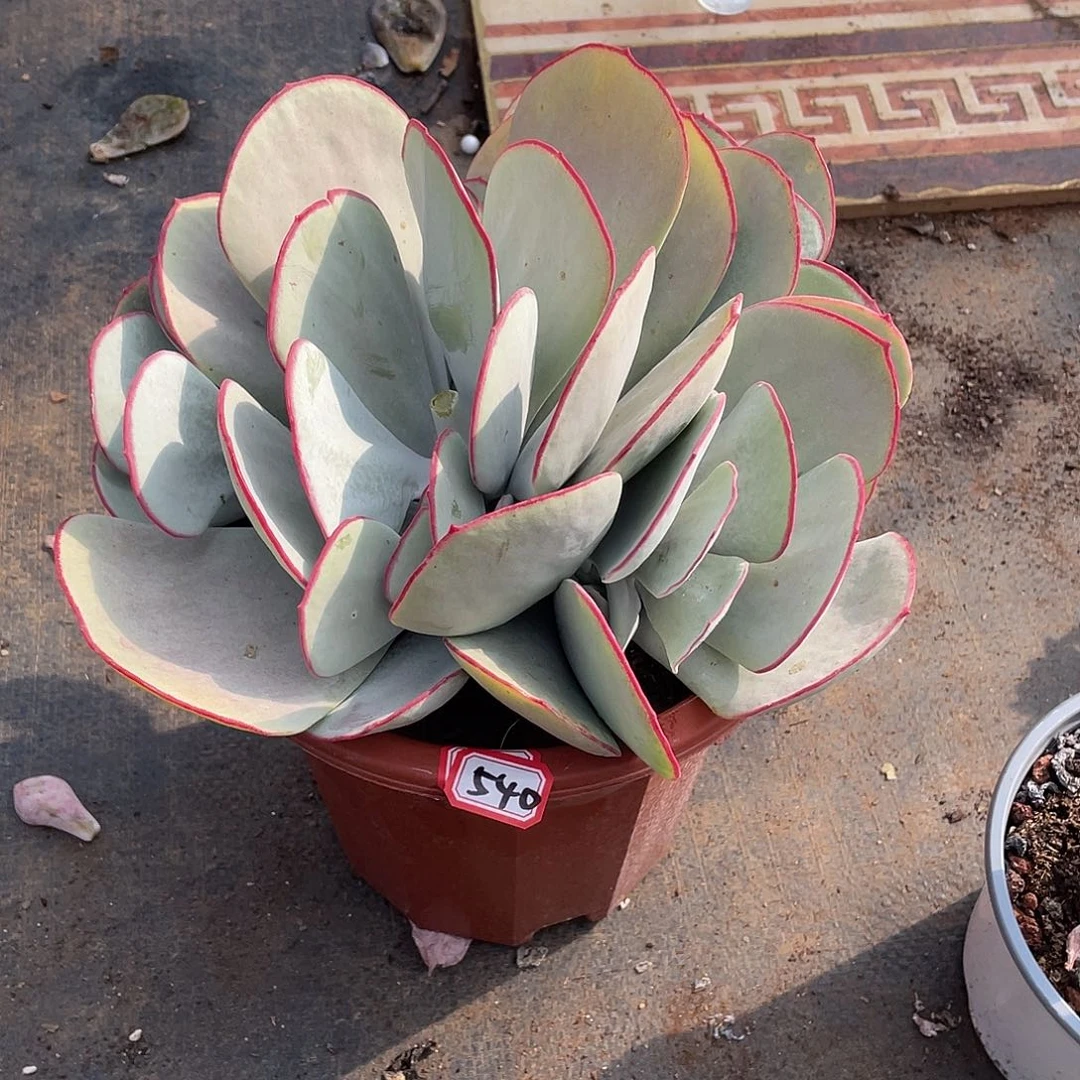 540白眉 一物一拍多肉