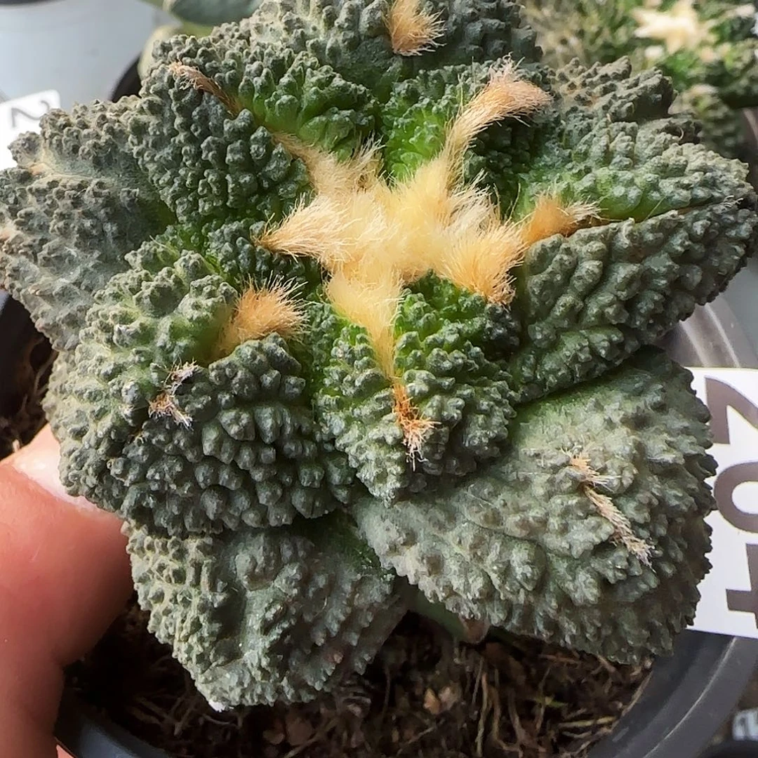 龟甲哥264仙人球开花