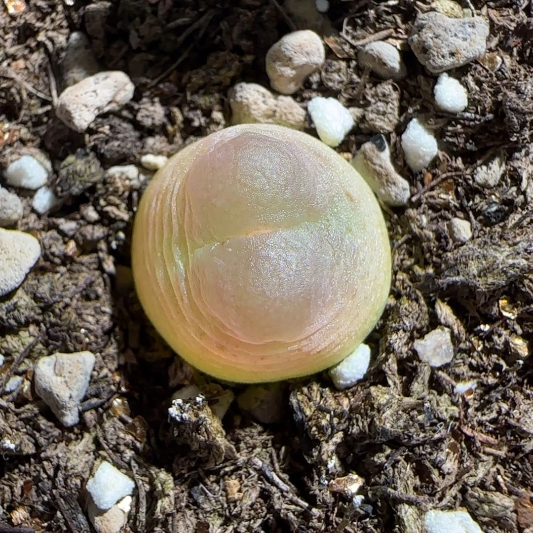 肉锥多肉植物组合-sh1200拉登260