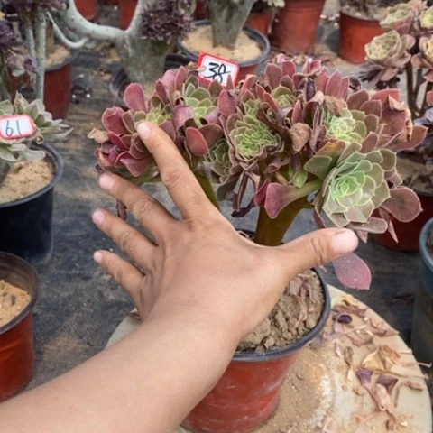 乔*暖玫瑰缀一物一拍