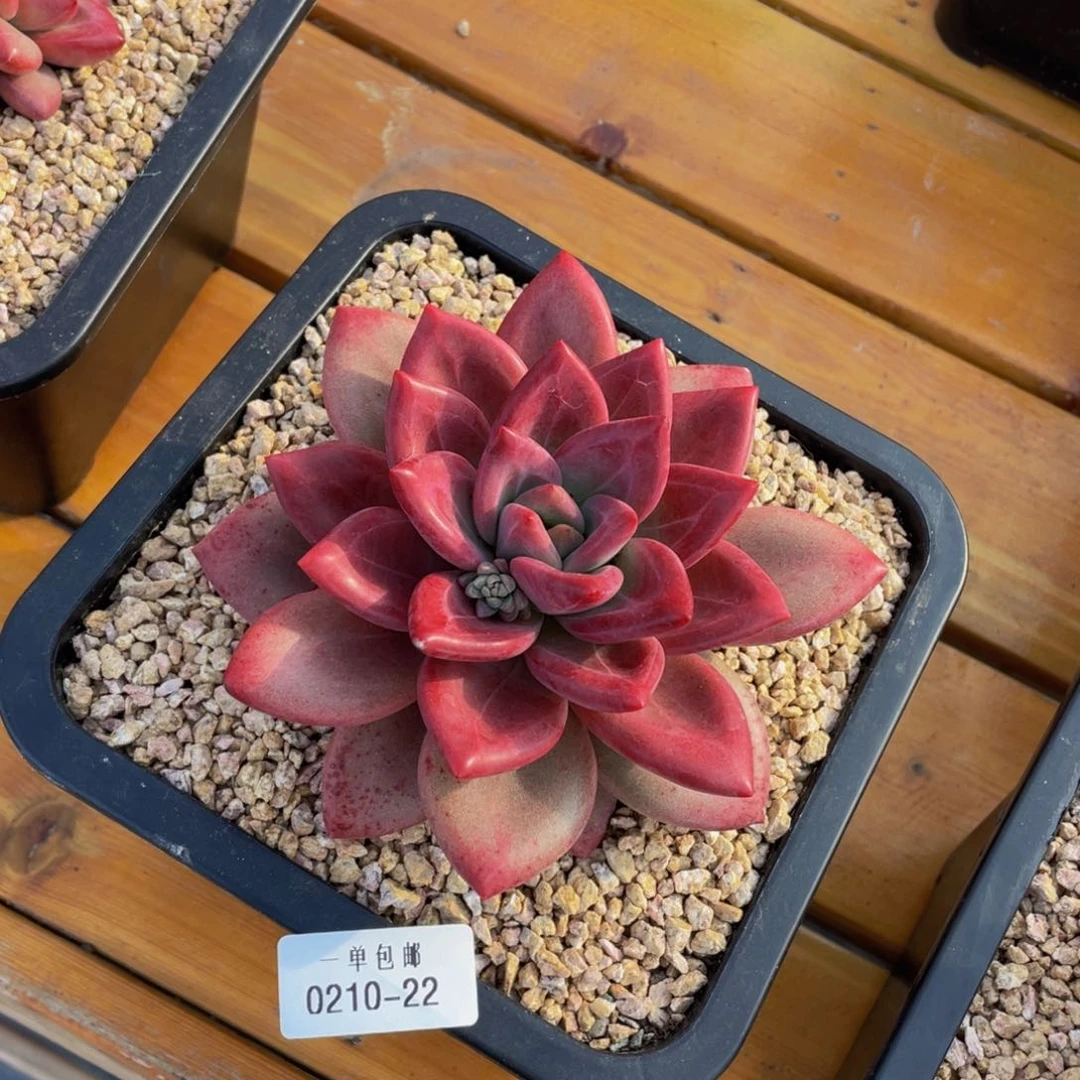自****由0210-22-赫菲斯托。。。。多肉