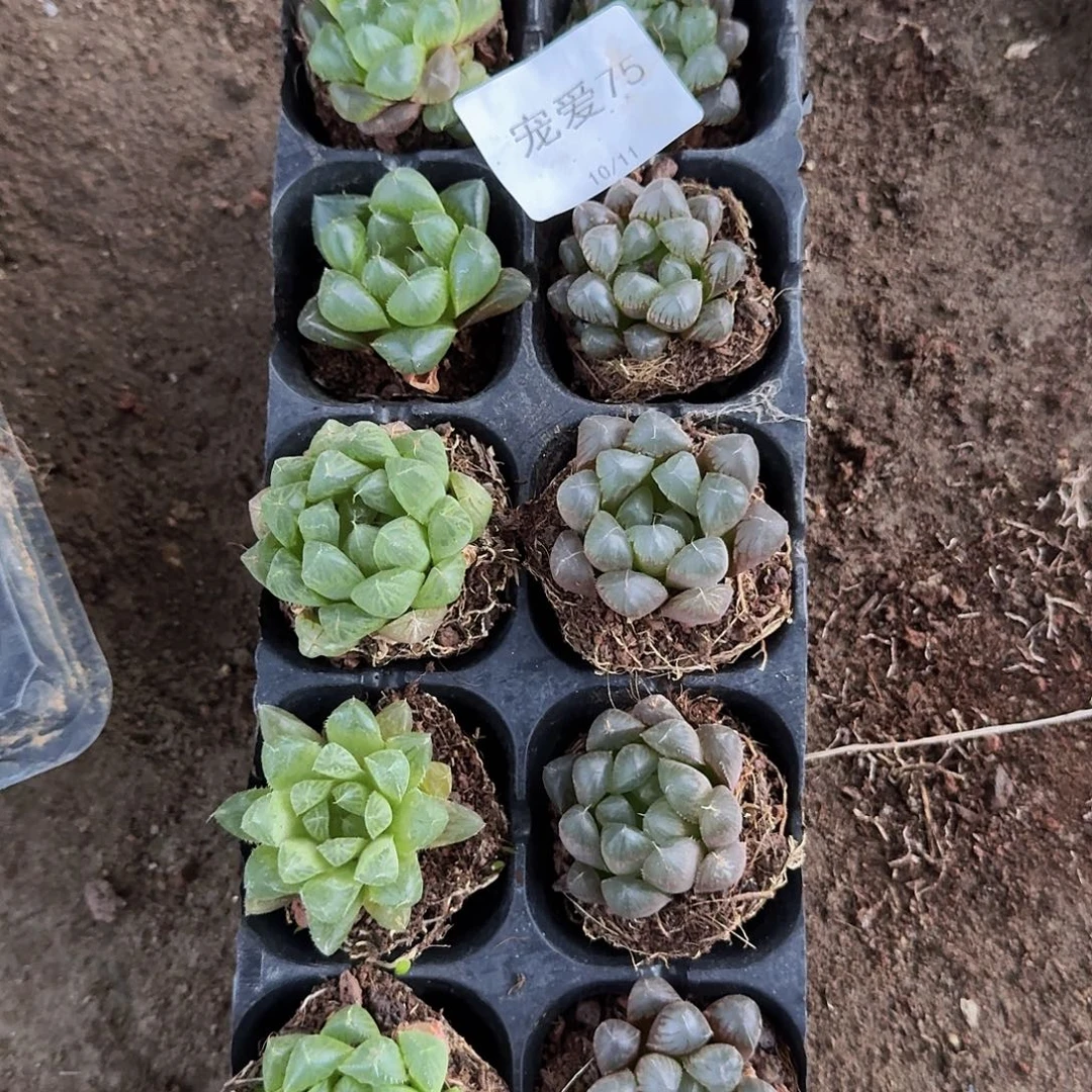 直播福利一物一拍75
