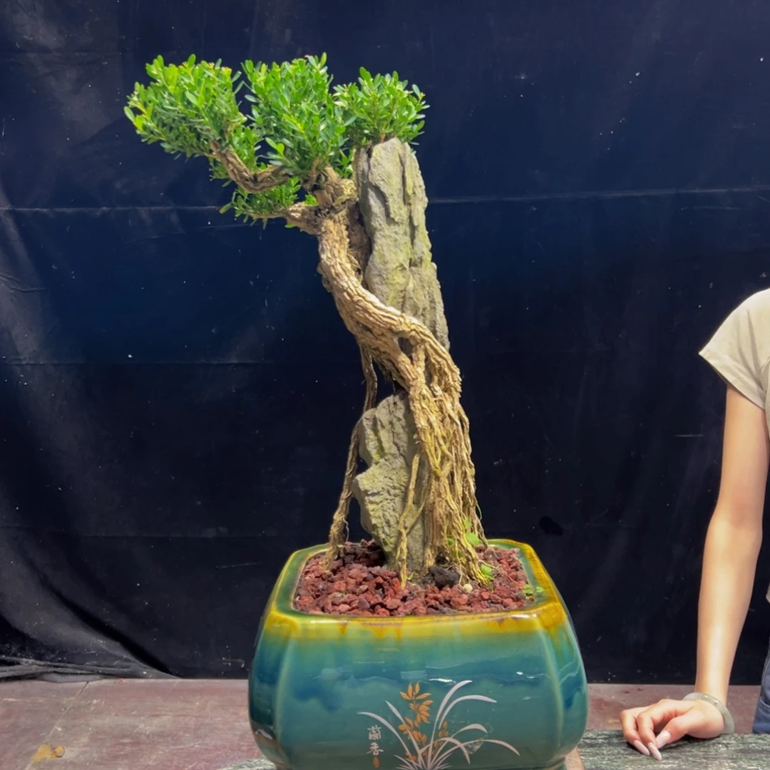 无花朵广东黄杨四季常青