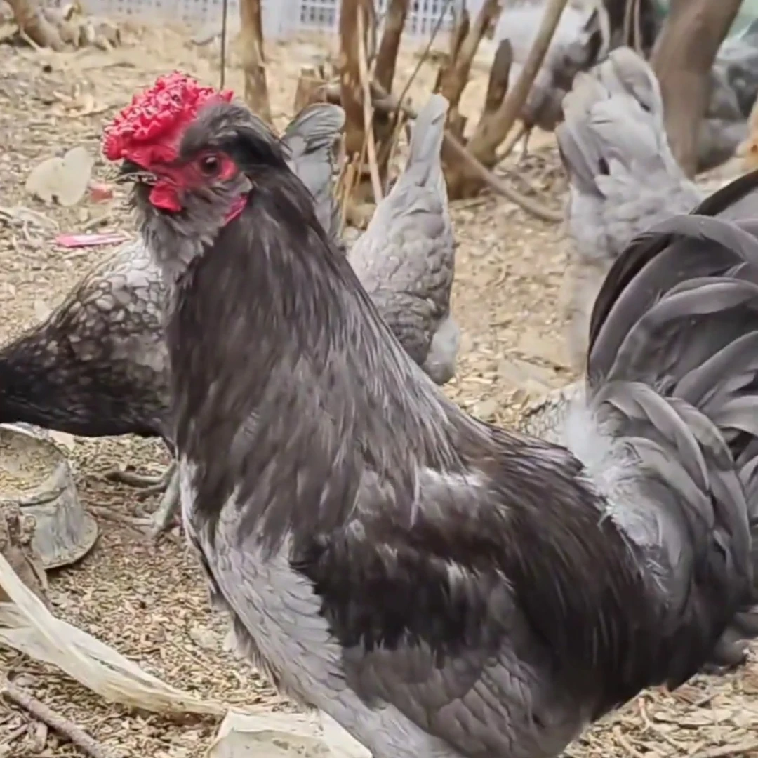 花冠凤头胡子瓦灰鸡 爆花鸡 雪花鸡，紫怀特 顺丰发货适合当宠物鸡