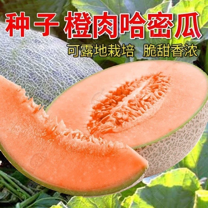 网纹哈密瓜种子南北方四季播水果哈蜜瓜甜瓜香西瓜阳台蔬菜种籽