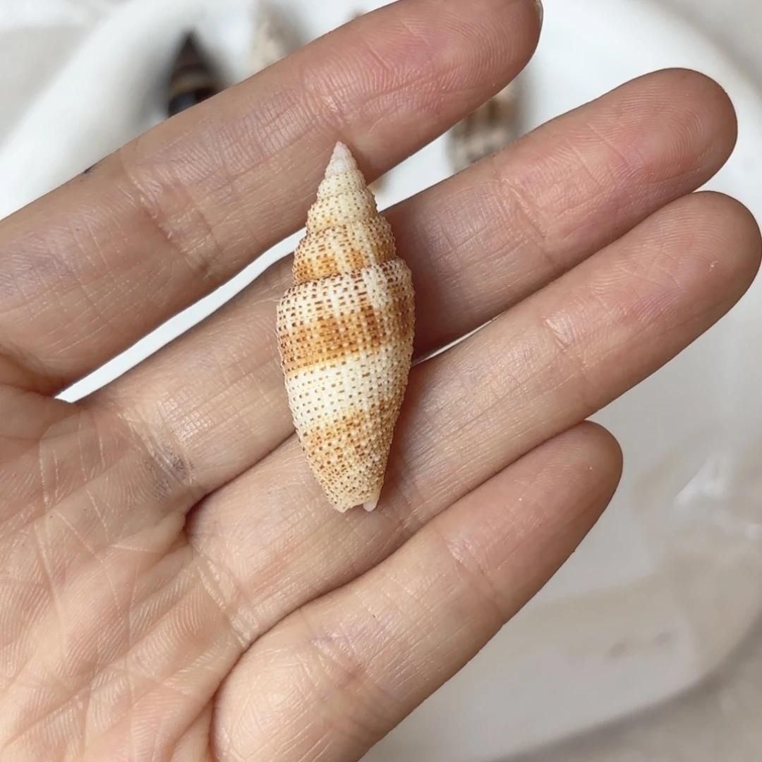 梅***子天然海螺贝壳标本福利