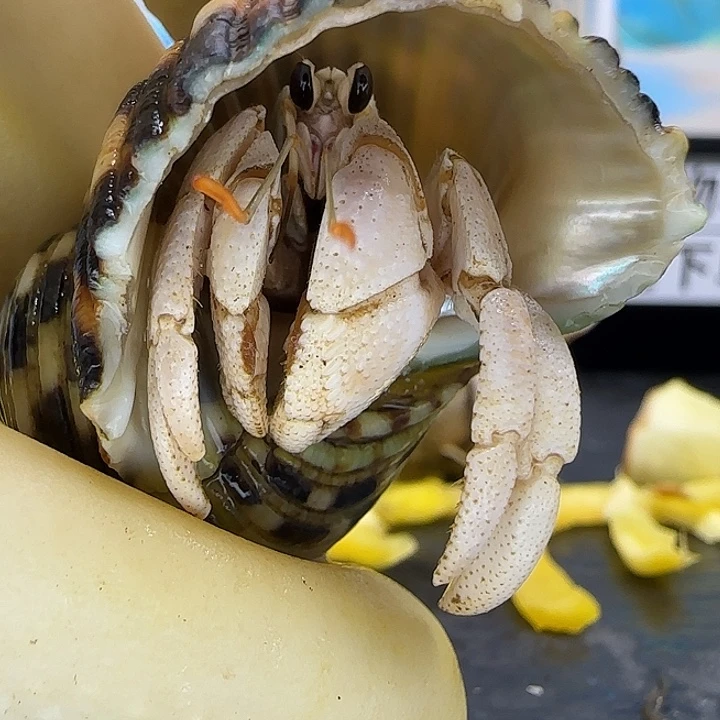 A18灰白1.5cm口径