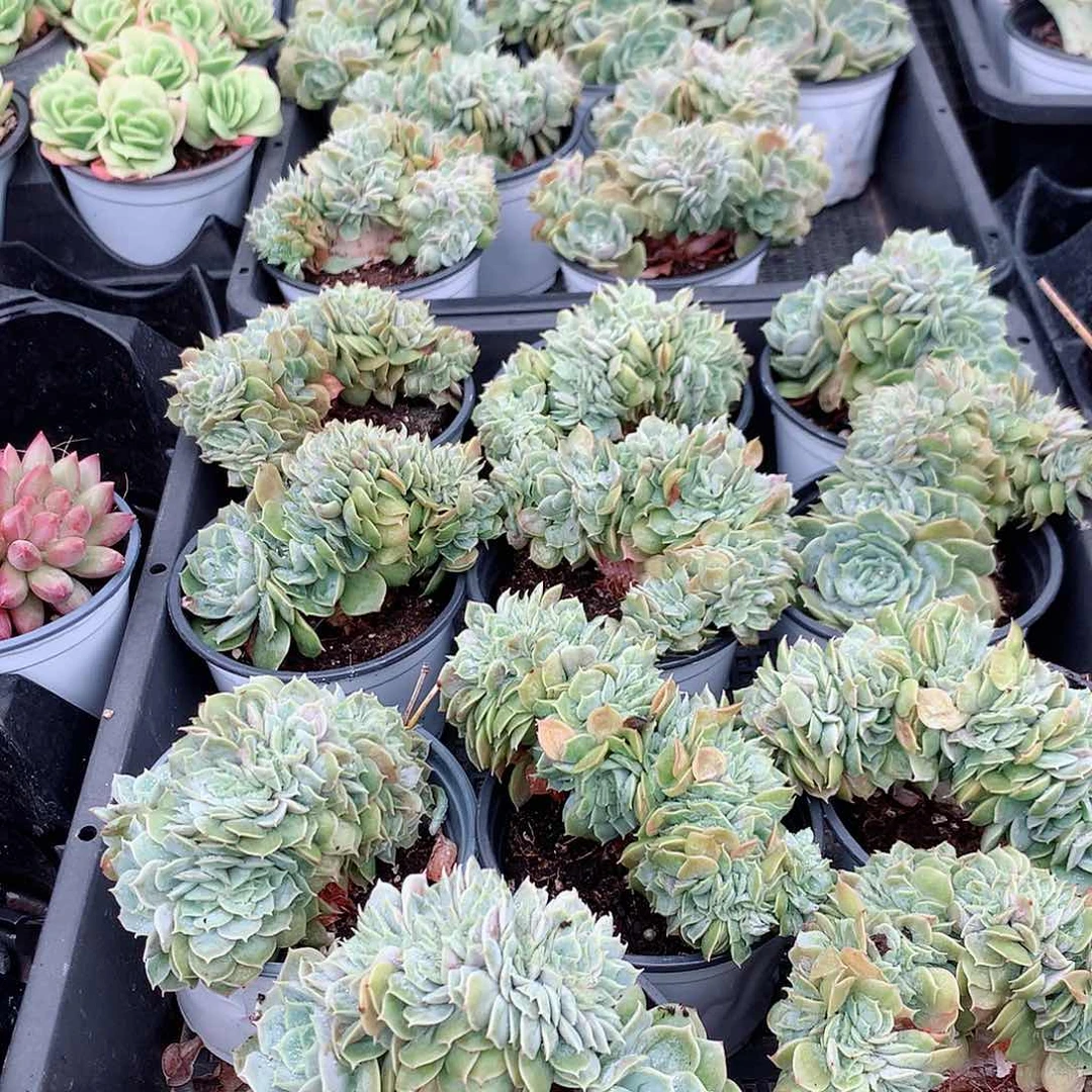 昂斯诺缀化8888888888888