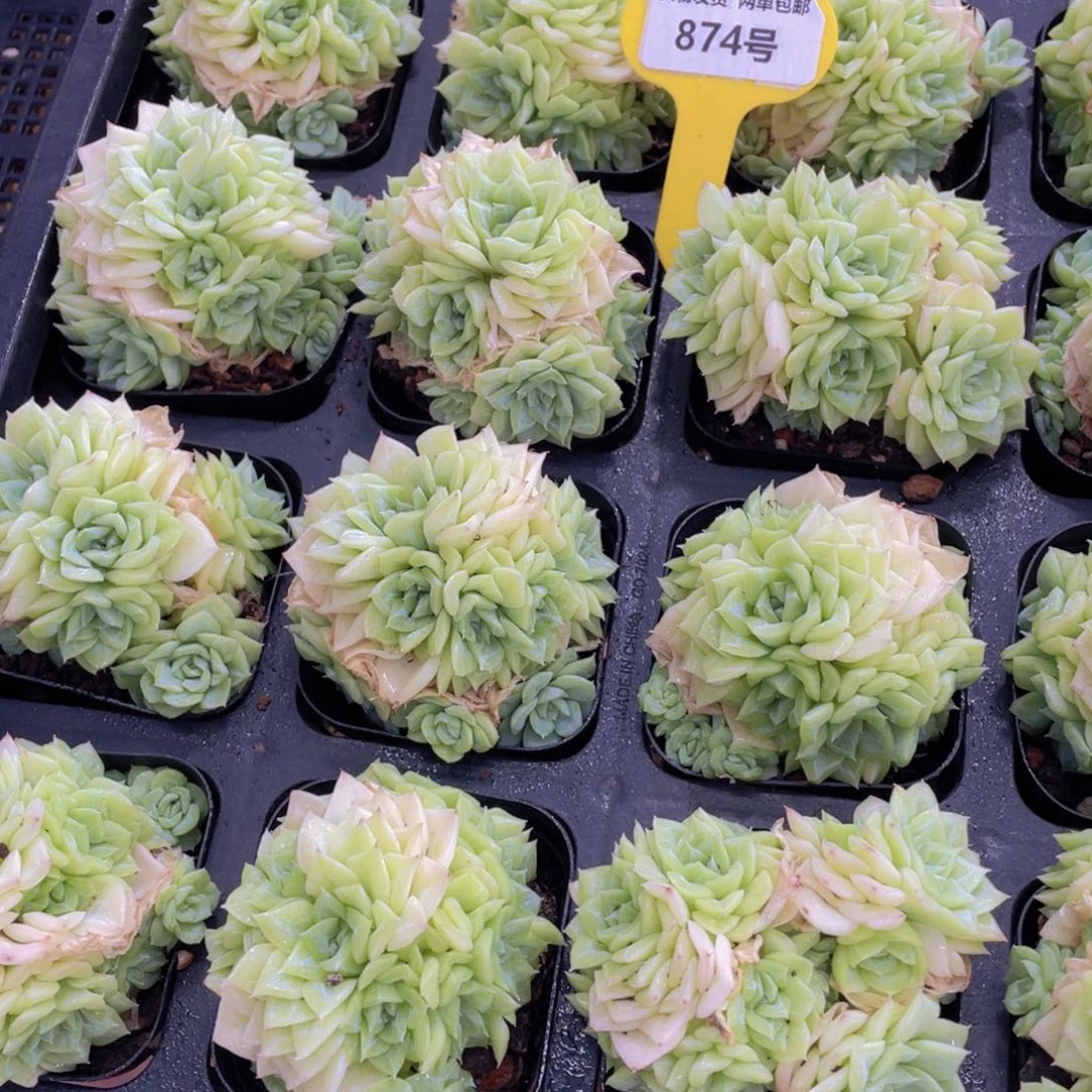 874号 白天鹅麦秆多头群一个