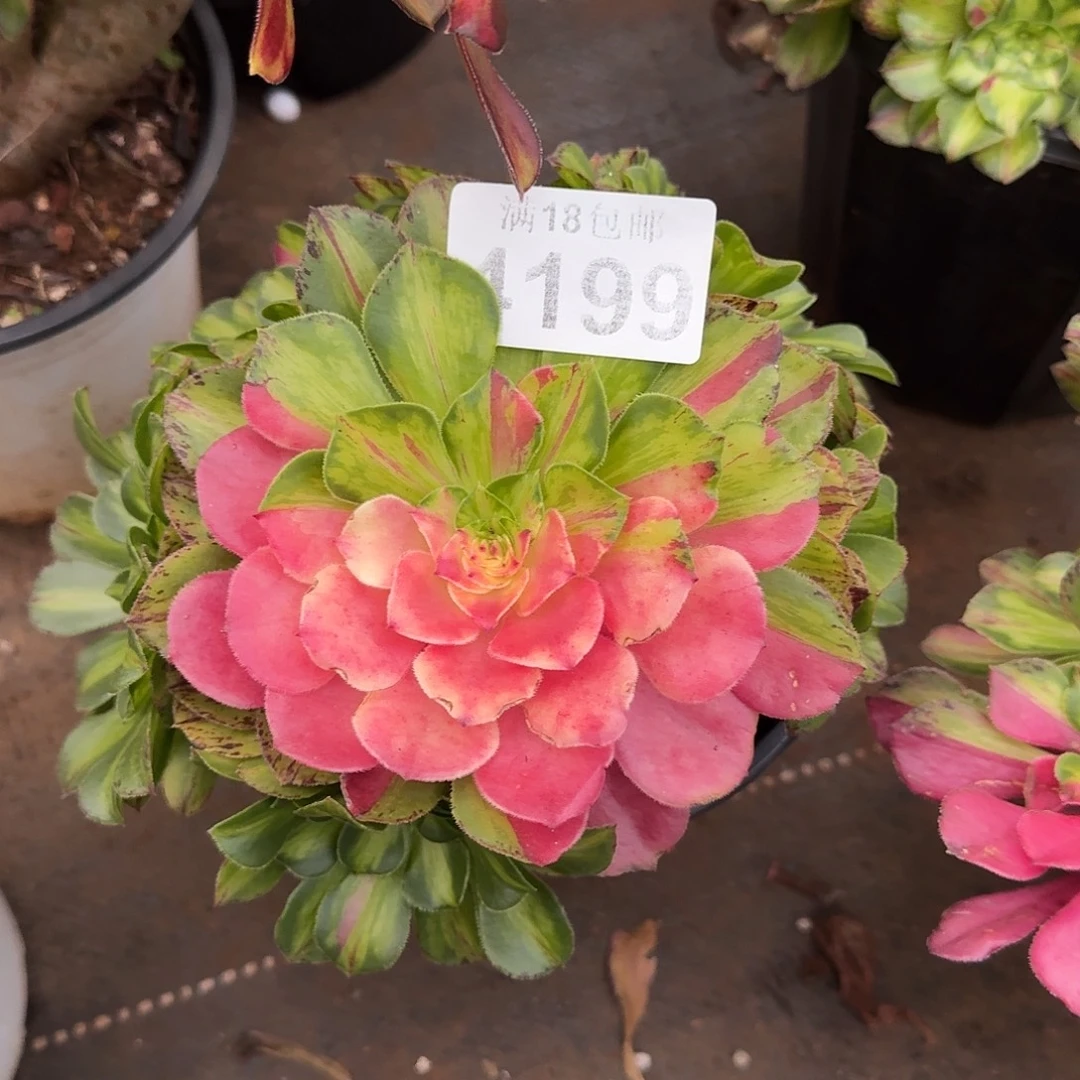 199 知否法师多肉植物