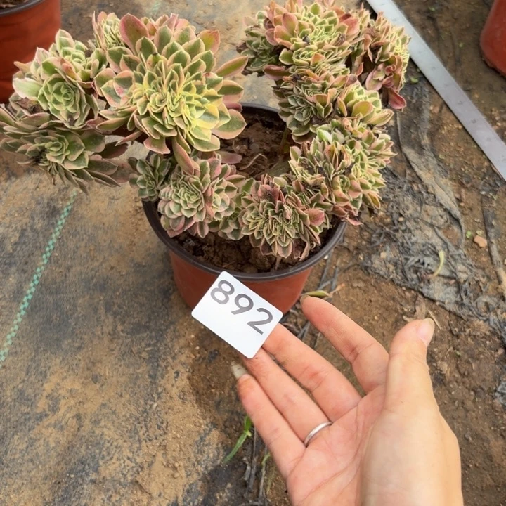 粉女巫缀多肉植物不包损892