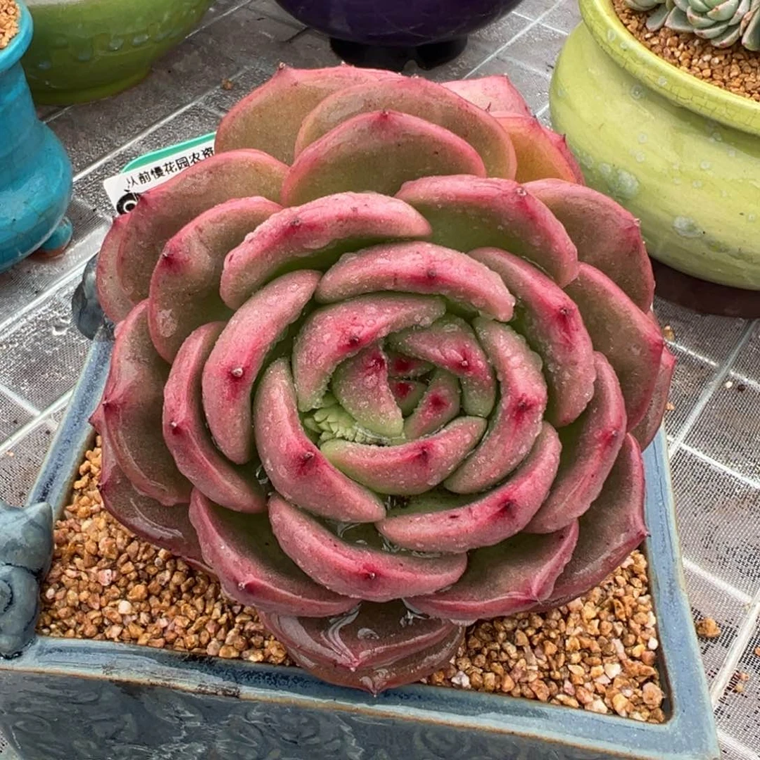 从前慢多肉精选编号0207.71