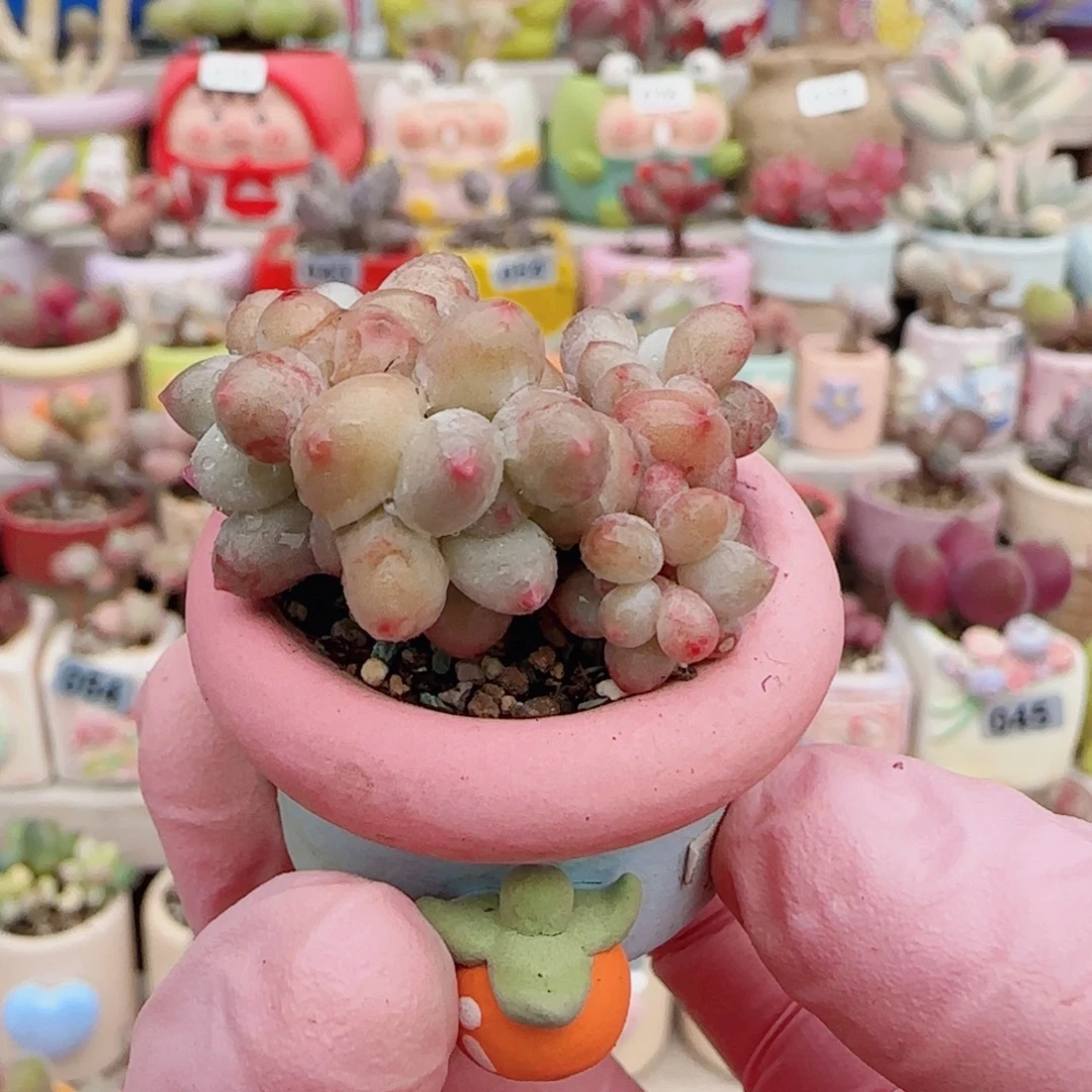 迷你彩虹奶 盆口2cm