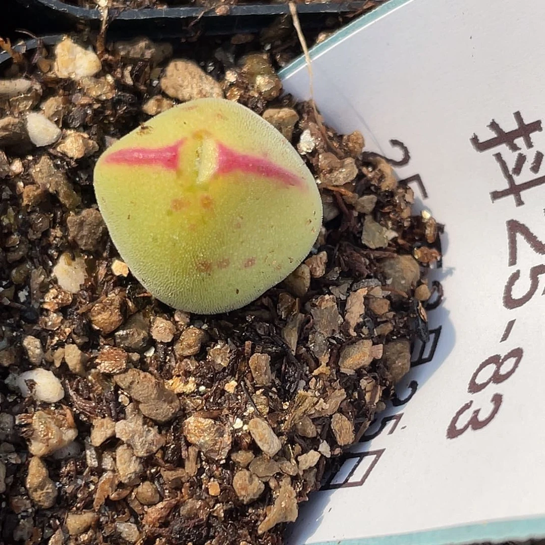 25-83毛将小苗多肉植物