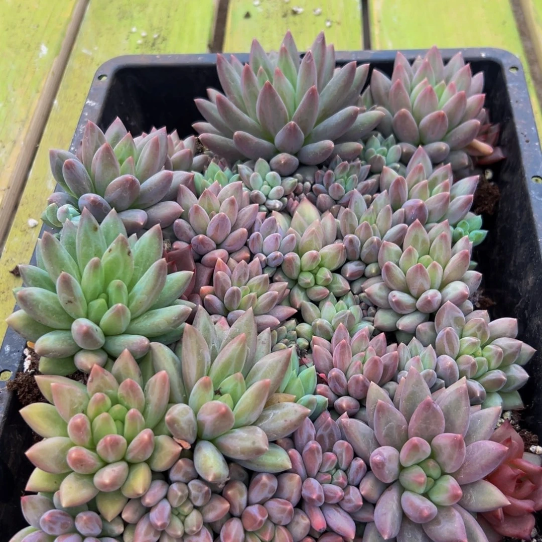 014多肉葡萄干和一个小蛋糕一个