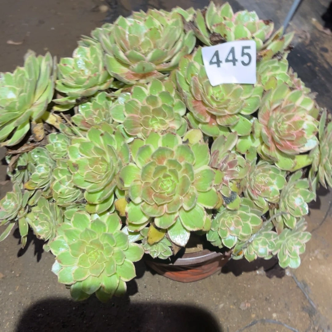 莲花座多肉法师445号