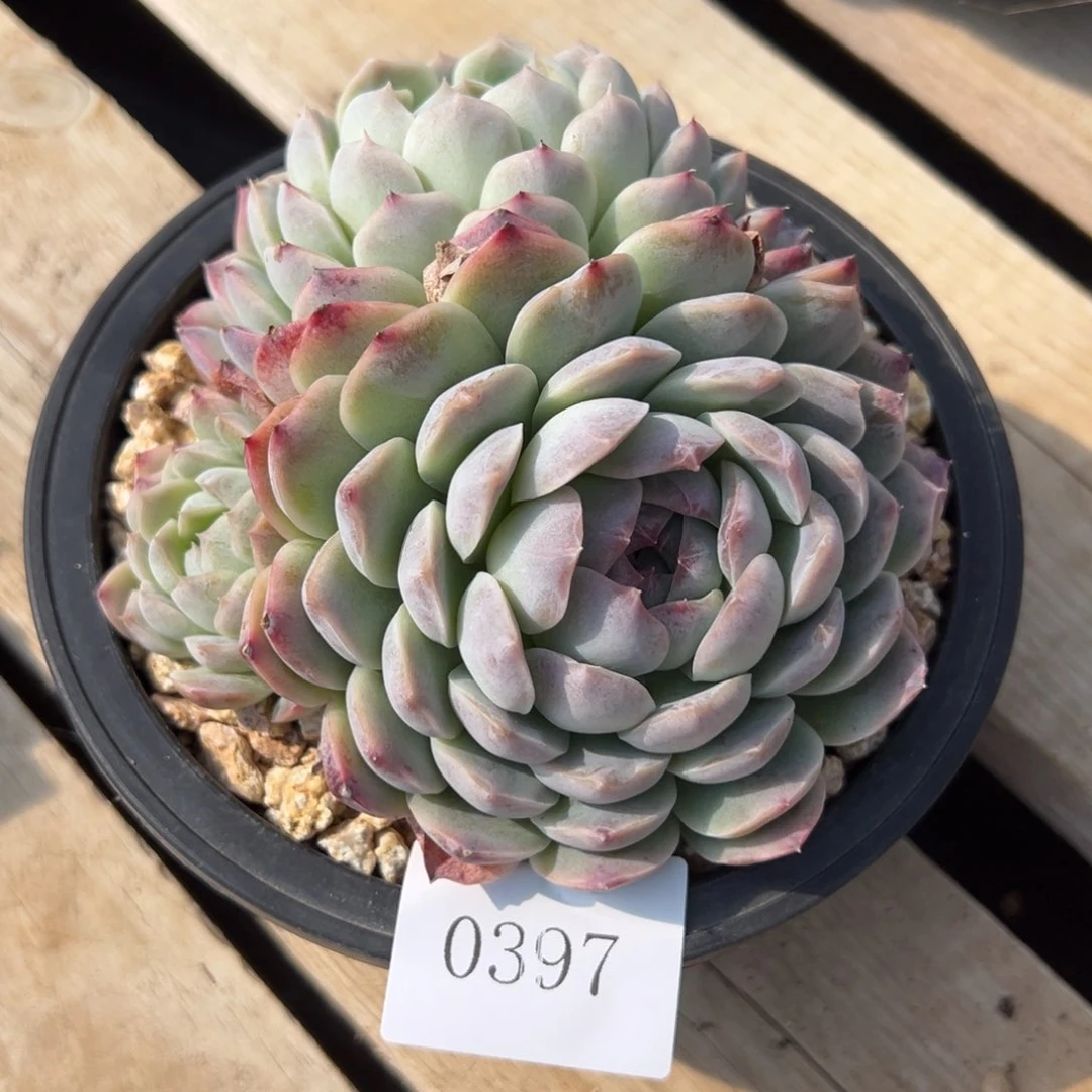 陌**开0397多肉多多多多多