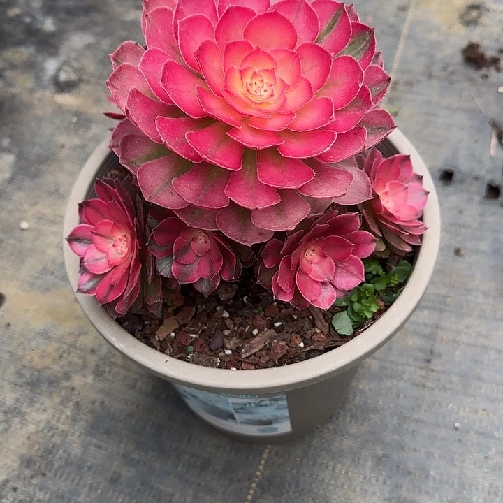 购***狂法师多肉植物小荔枝