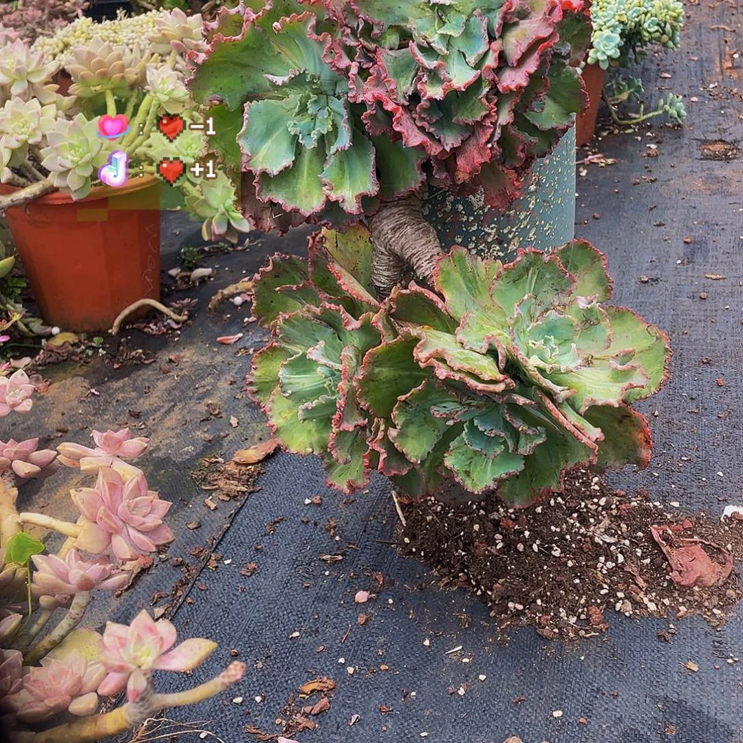 舞会红裙2颗一组老桩多肉39.8