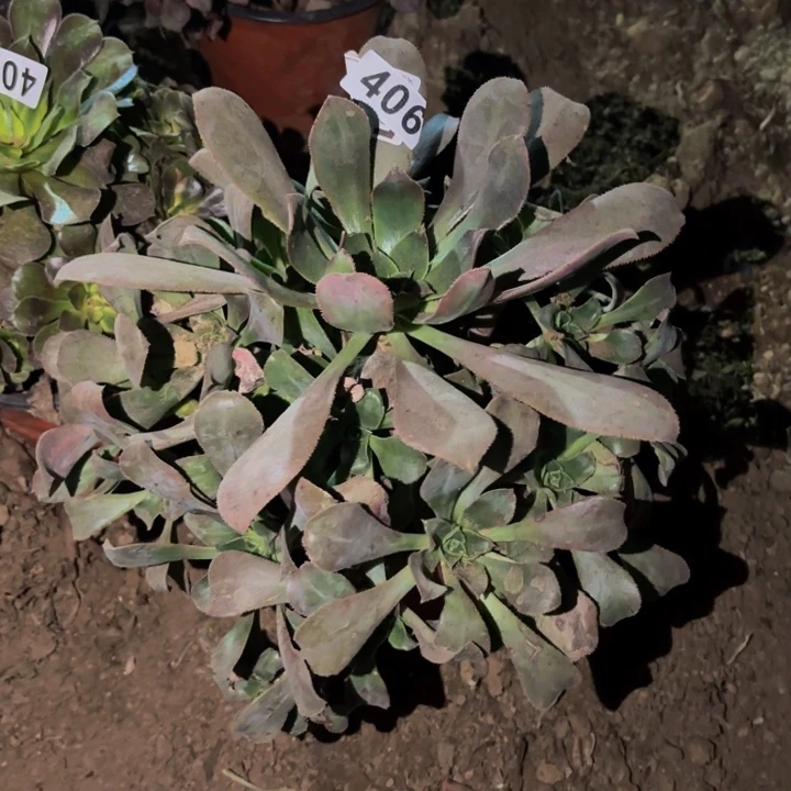 406仙桃多肉植物不售后