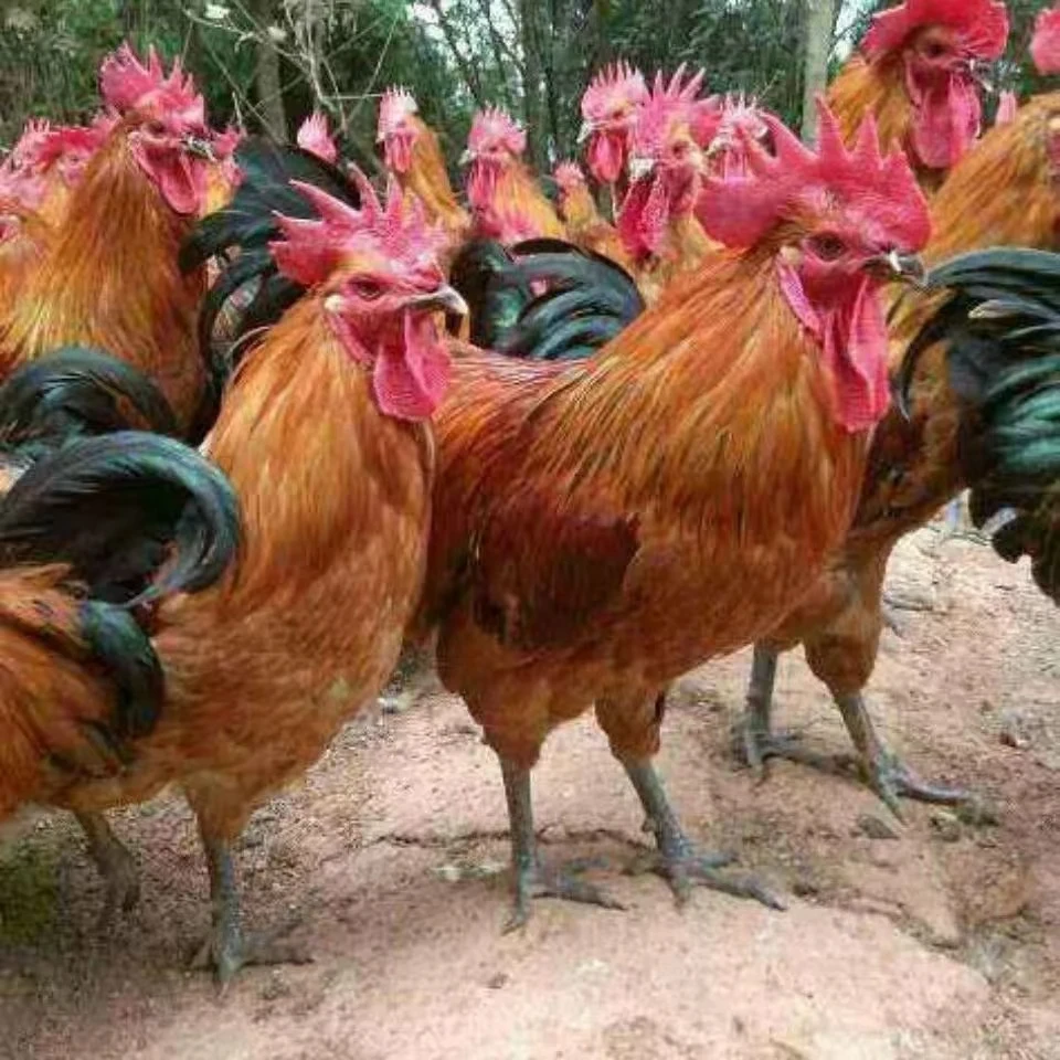 苏禽粉壳鸡新鲜种蛋土鸡蛋