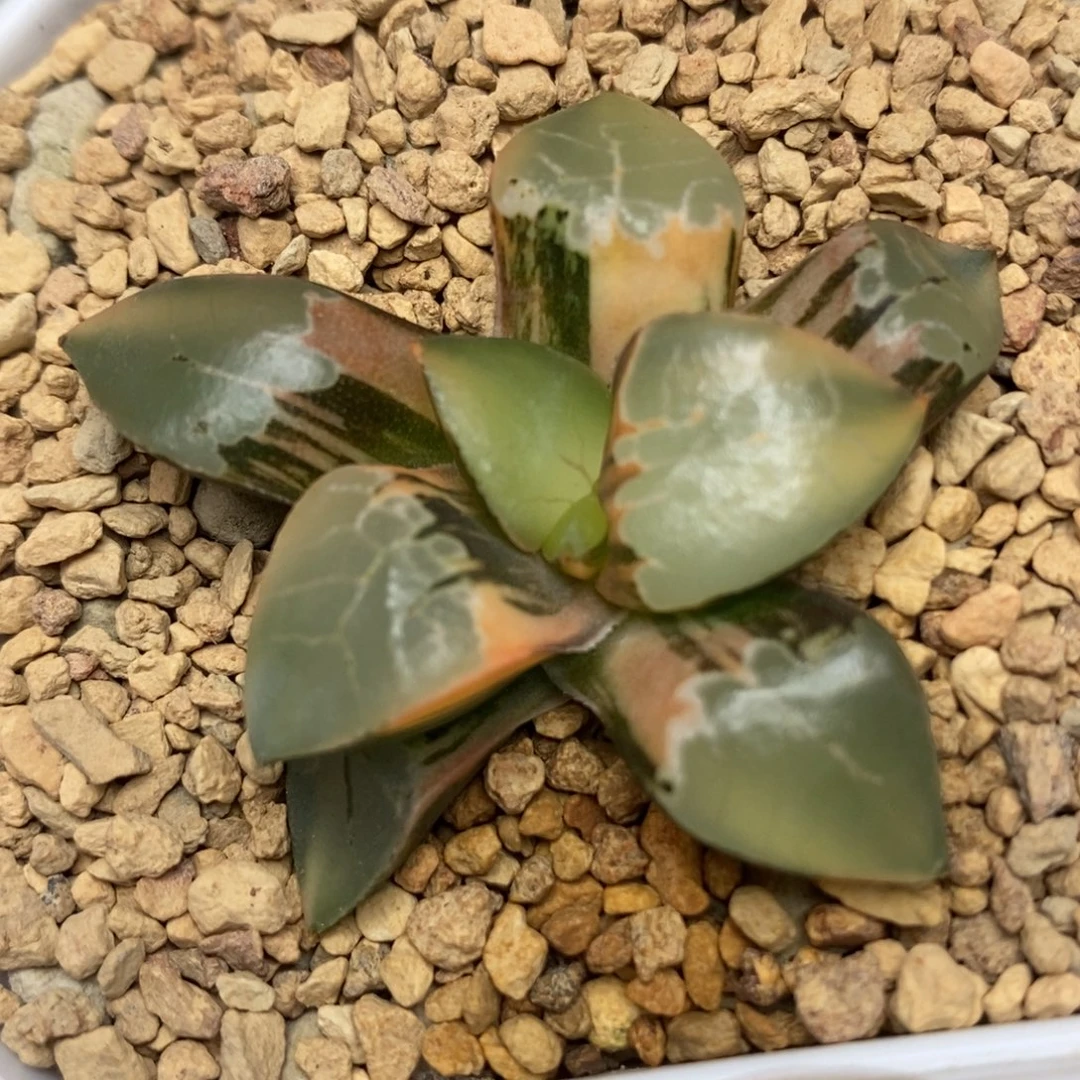 8火凤凰锦一物一拍