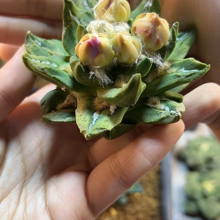 16号苗接龙博士牡丹无根7.5公分