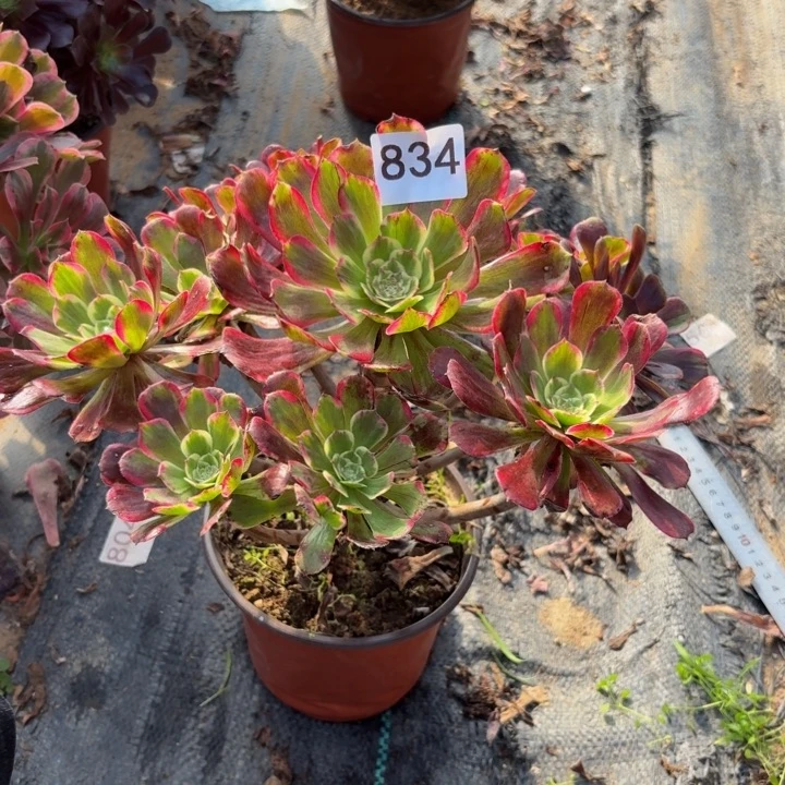 紫嫣多肉植物不包损834