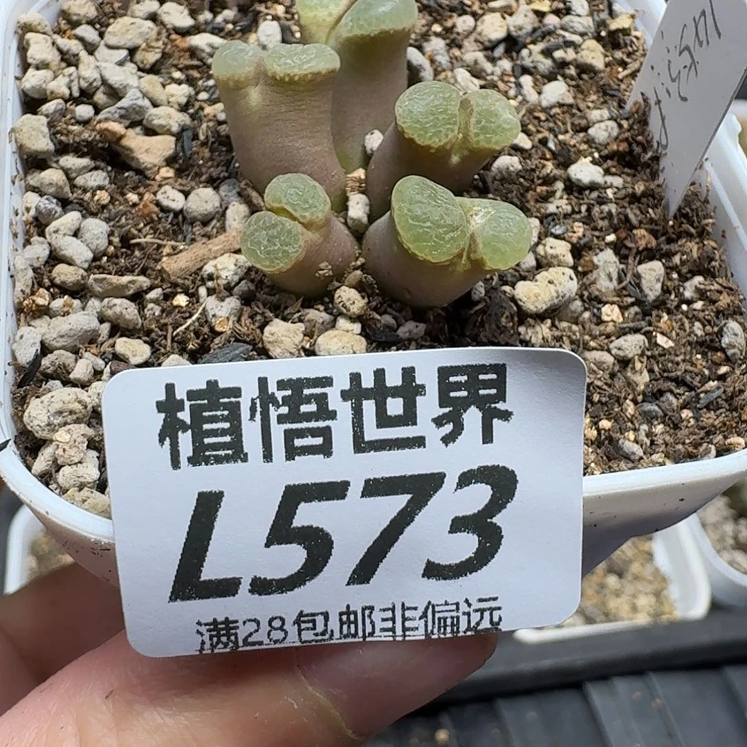 多肉植物的人生fhb