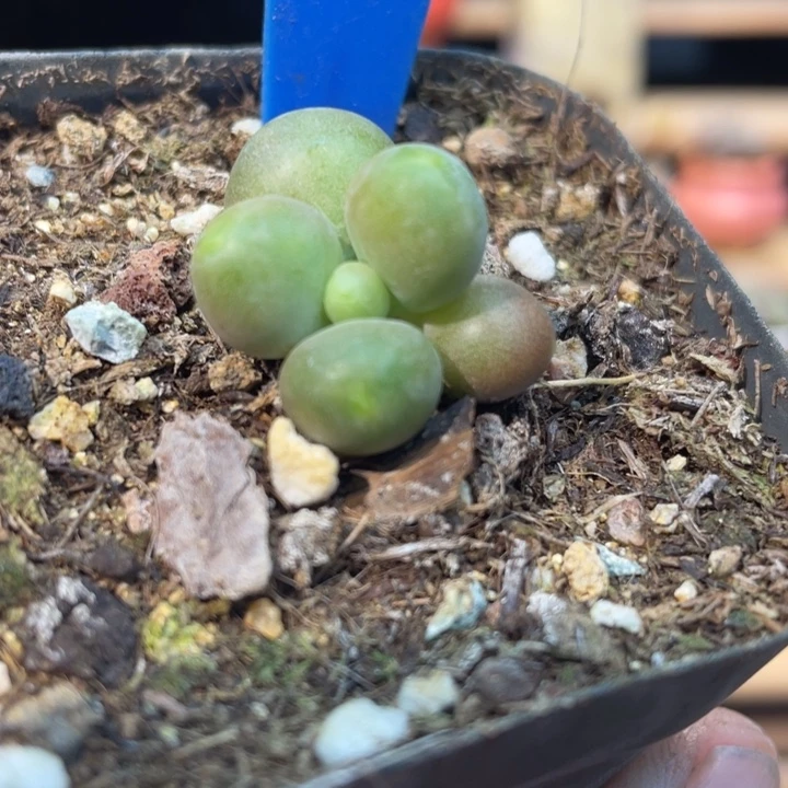 小青芒596号的多肉啊啊啊