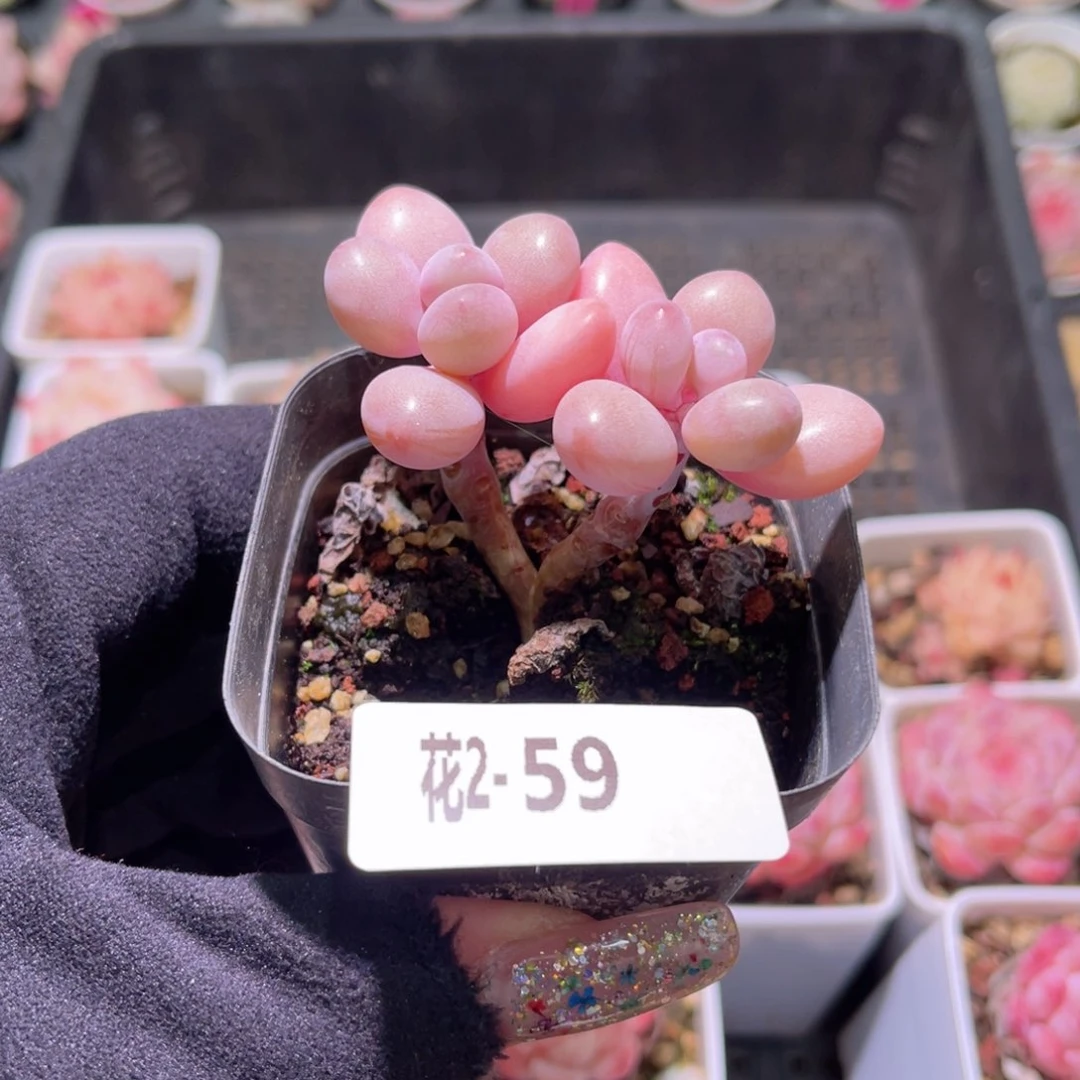 红陶花利美2-59桃蛋双头