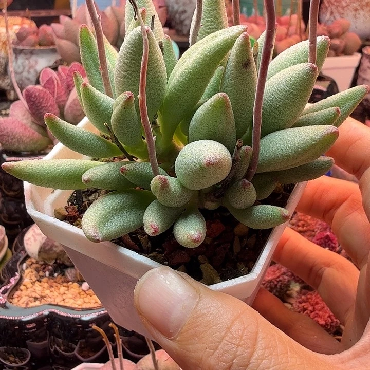 水蜜桃的味道真的很好闻