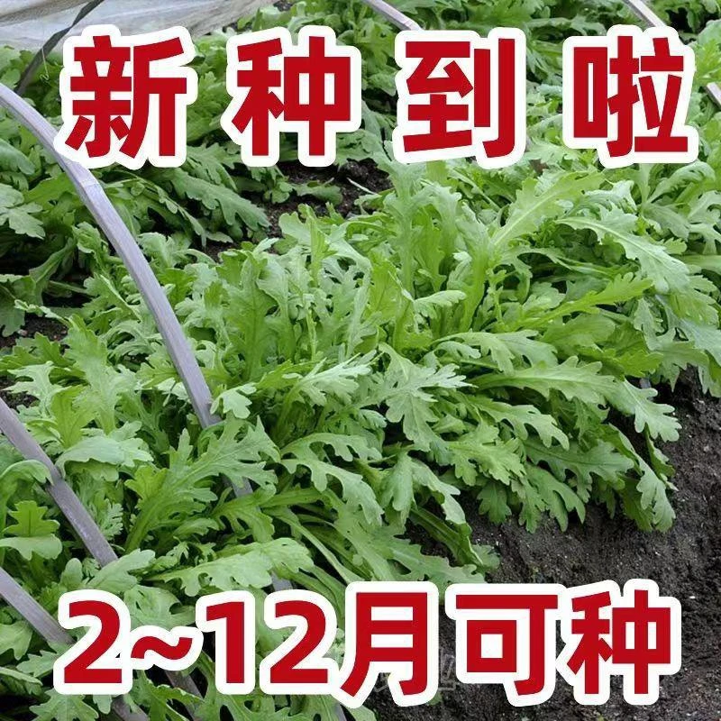 【全店满5包包邮】四季小叶茼蒿种子 耐寒