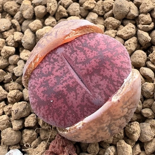 040，纯正岛田酒红1.7公分