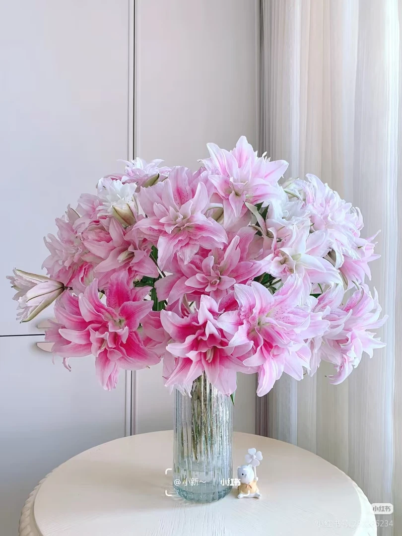 （僭合集仓）伊莎贝拉百合4枝保8个花苞，1单包邮，两单升级冷链！