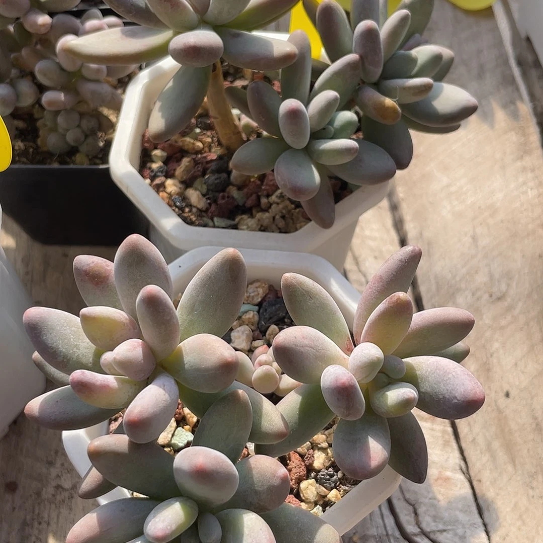 两盆白兰地多肉植物194