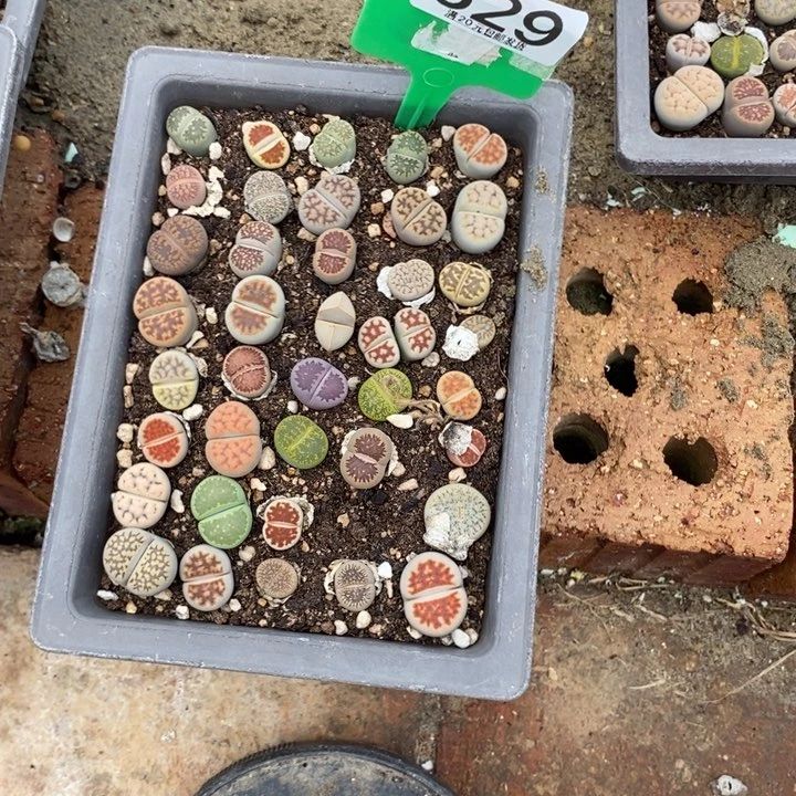 丽***生石花等植物的生长629