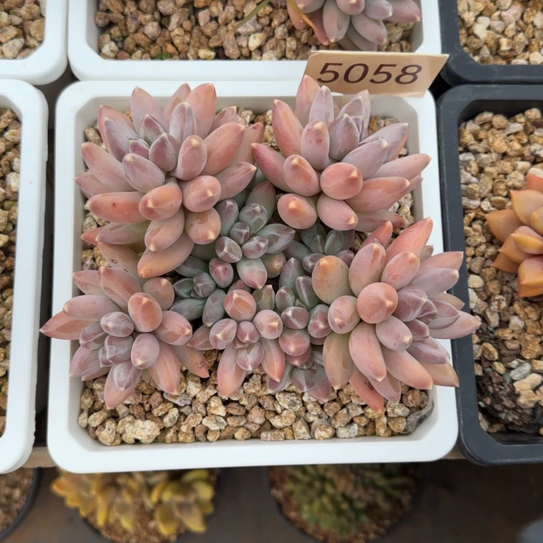 橙***ᐝ5058。      星空美人群肉