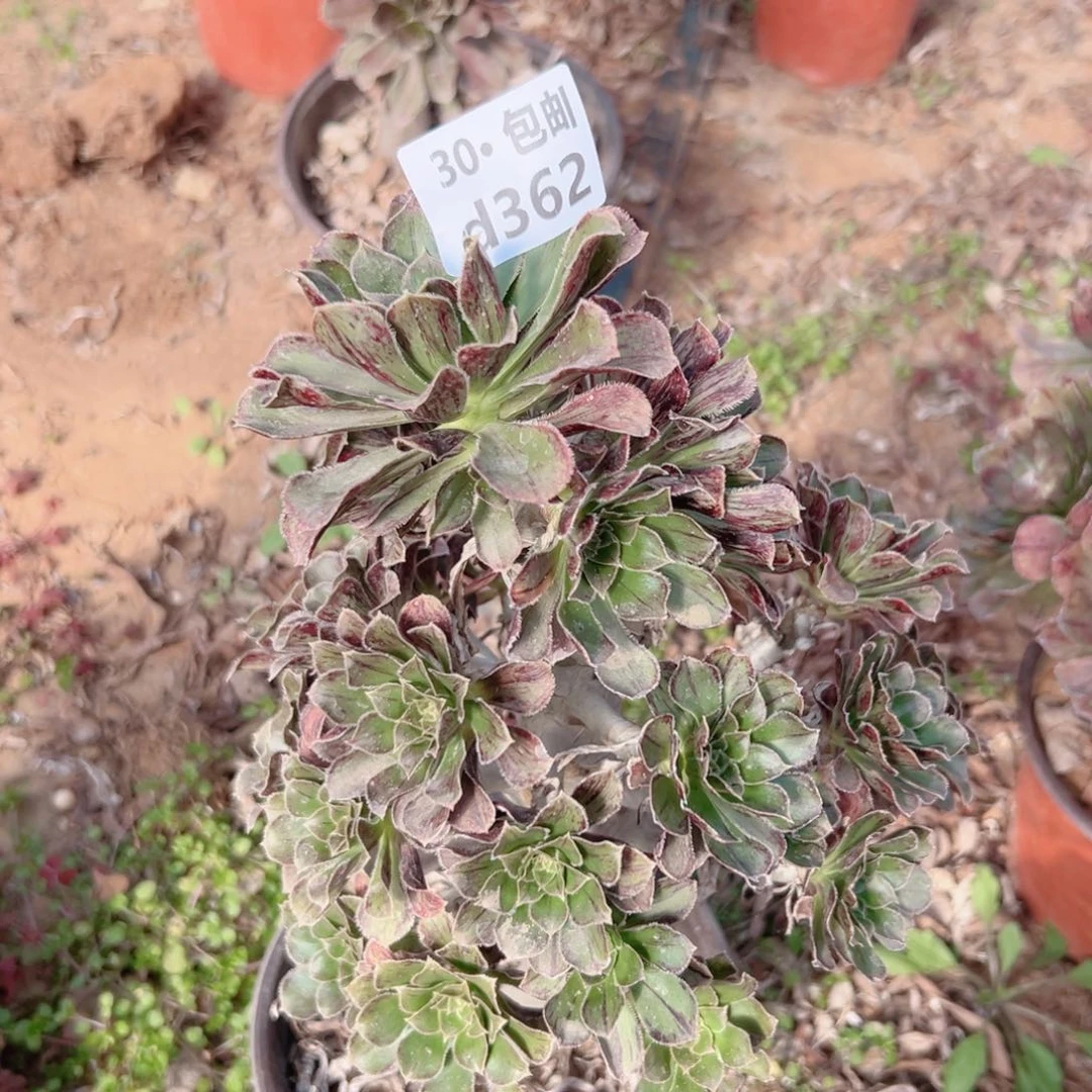 326拉丝锦多肉法师