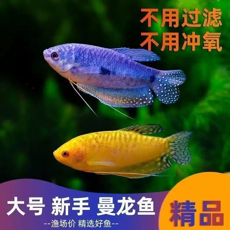 可繁殖【曼龙鱼】无需打氧活体小型热带鱼公母搭配观赏鱼萌宠好物