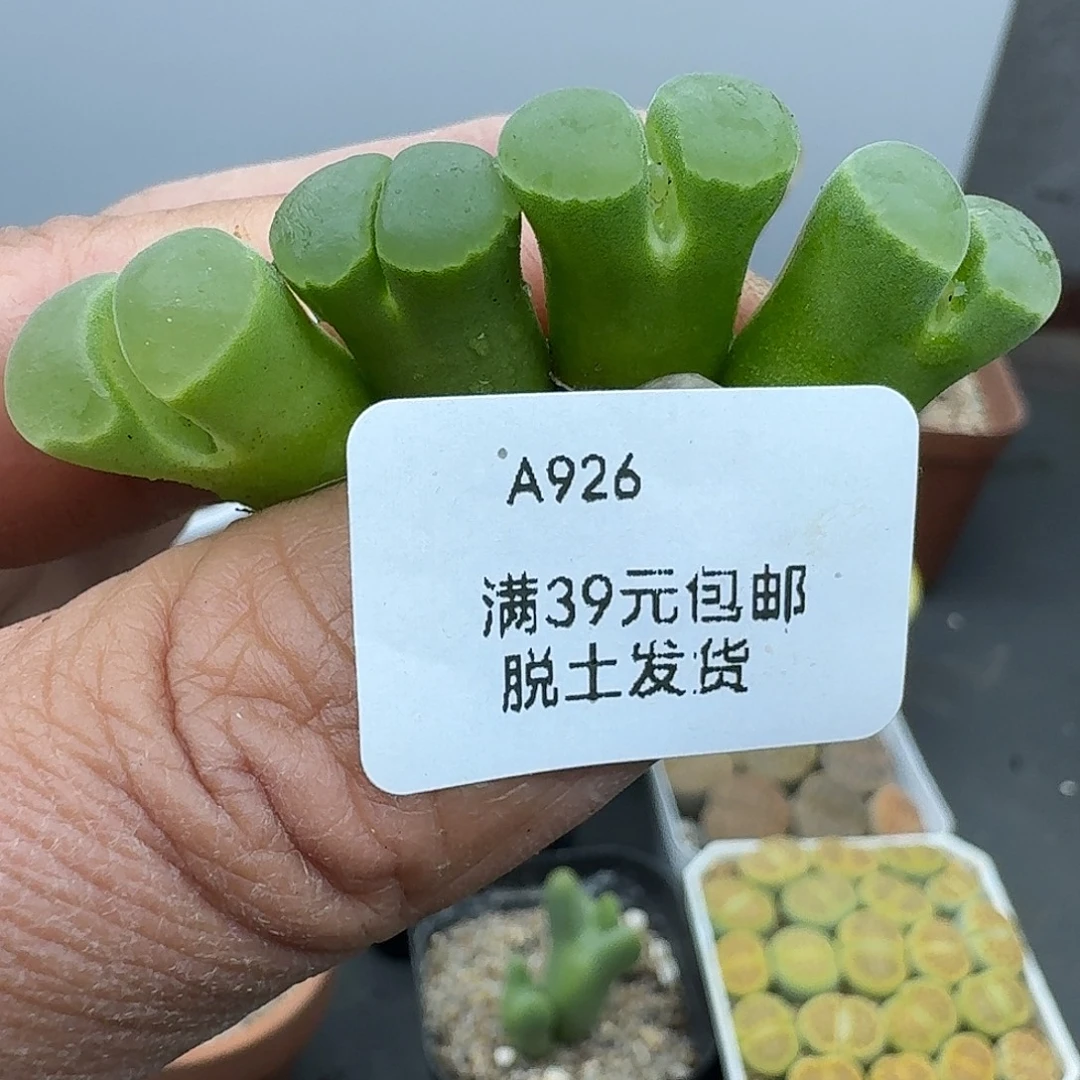 926多肉就哈哈哈哈哈哈